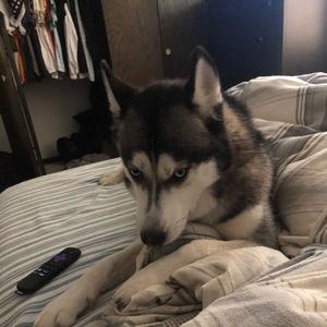 Meet your Posher, David